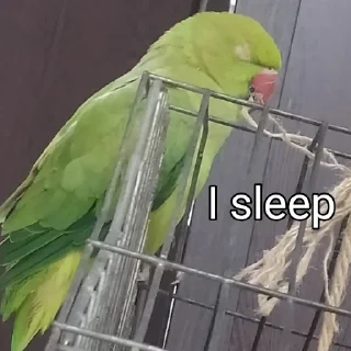 😴 emoji Tutu The Third🦜 Telegram sticker 16 of 119