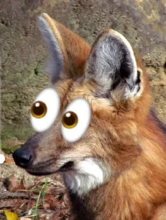 👀 emoji Leggy Googly Eyes @Miomiya Telegram sticker 6 of 63