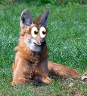 👀 emoji Leggy Googly Eyes @Miomiya Telegram sticker 24 of 63