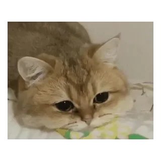 😂 emoji پک حق به مولا Telegram sticker 11 of 120