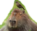 😎 emoji Capybara Telegram sticker 8 of 13