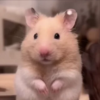 🐾 emoji Hamster (@Spatiul) Telegram sticker 4 of 35