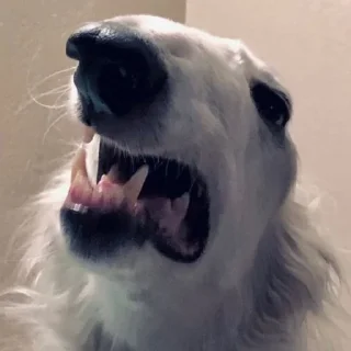 🤬 emoji Борзая Telegram sticker 16 of 51