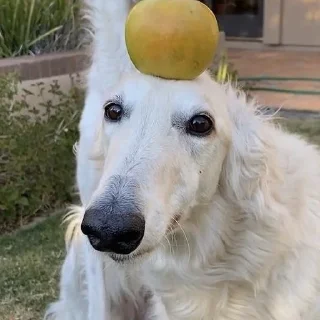 🍏 emoji Борзая Telegram sticker 7 of 51