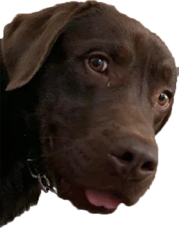 🐶 emoji Rainbow Stickers 🌈 Telegram sticker 24 of 37