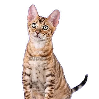 🤔 emoji @STIKERFORALL CATSGATTIGATOS Telegram sticker 7 of 30
