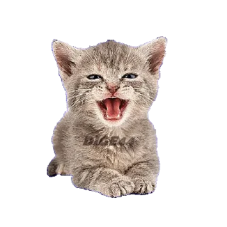 😂 emoji @STIKERFORALL CATSGATTIGATOS Telegram sticker 11 of 30
