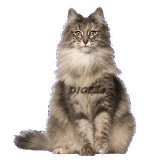 🙃 emoji @STIKERFORALL CATSGATTIGATOS Telegram sticker 19 of 30