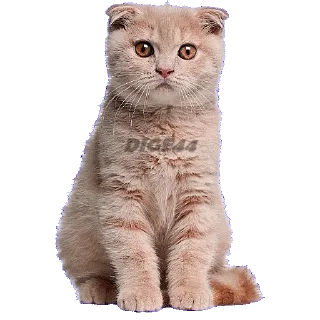 ⁉️ emoji @STIKERFORALL CATSGATTIGATOS Telegram sticker 21 of 30