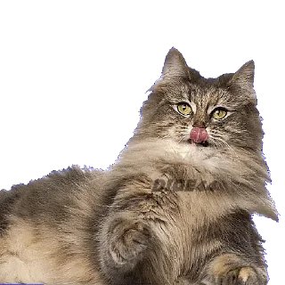 😝 emoji @STIKERFORALL CATSGATTIGATOS Telegram sticker 18 of 30
