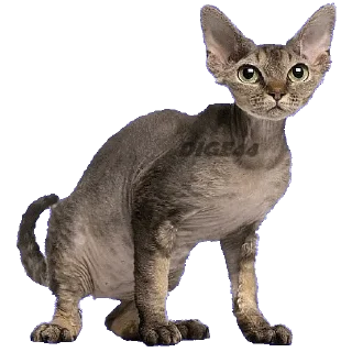😣 emoji @STIKERFORALL CATSGATTIGATOS Telegram sticker 16 of 30