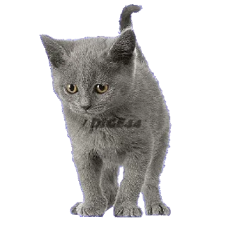 🐱 emoji @STIKERFORALL CATSGATTIGATOS Telegram sticker 24 of 30