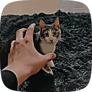 🙂 emoji ,猫のレオ’ Telegram sticker 10 of 50