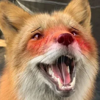 😍 emoji Лисий рай 🦊 Telegram sticker 19 of 47