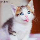 😇 emoji Cats🐾 Telegram sticker 23 of 120