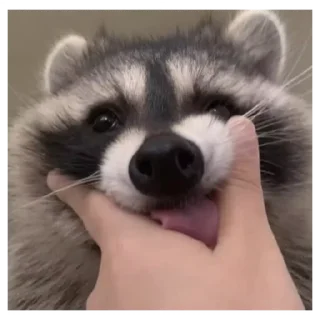 💚 emoji Cute Raccoon Telegram sticker 22 of 22