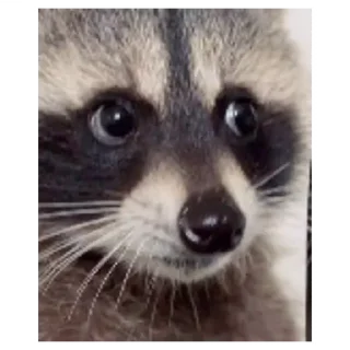 💚 emoji Cute Raccoon Telegram sticker 17 of 22