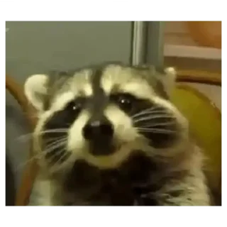 💚 emoji Cute Raccoon Telegram sticker 19 of 22