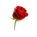 🌹 emoji Flowers- @MochaStickers Telegram sticker 8 of 44