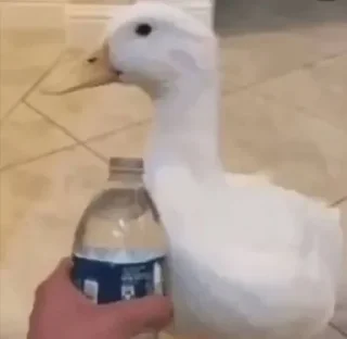 🦆 emoji Suck Telegram sticker 14 of 37