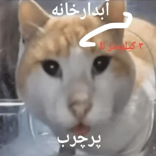🐱 emoji ملات سفت بدمز حرکت ! Telegram sticker 8 of 92