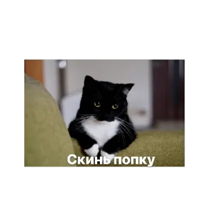 🫥 emoji Котяры Telegram sticker 11 of 13