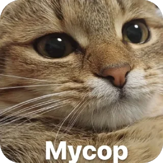 🫥 emoji Котяры Telegram sticker 12 of 13