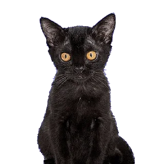 😳 emoji @STIKERFORALL CATSGATTIGATOS Telegram sticker 4 of 30
