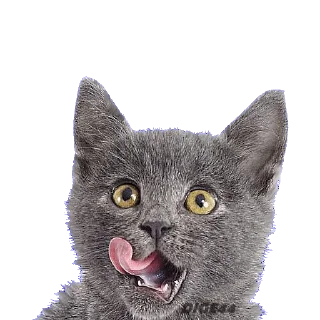 🍖 emoji @STIKERFORALL CATSGATTIGATOS Telegram sticker 17 of 30