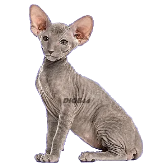 😒 emoji @STIKERFORALL CATSGATTIGATOS Telegram sticker 6 of 30