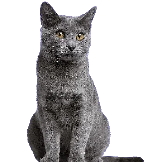 😁 emoji @STIKERFORALL CATSGATTIGATOS Telegram sticker 15 of 30