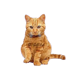 😌 emoji @STIKERFORALL CATSGATTIGATOS Telegram sticker 20 of 30