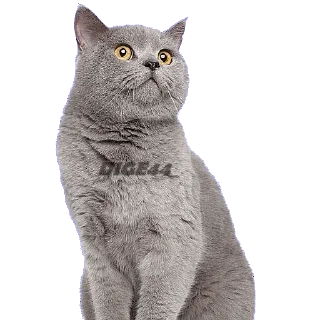 😧 emoji @STIKERFORALL CATSGATTIGATOS Telegram sticker 23 of 30