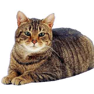 😠 emoji @STIKERFORALL CATSGATTIGATOS Telegram sticker 22 of 30