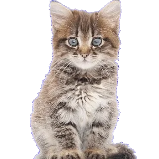 😄 emoji @STIKERFORALL CATSGATTIGATOS Telegram sticker 12 of 30