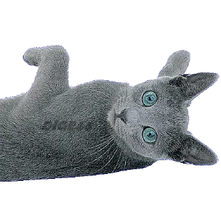 😄 emoji @STIKERFORALL CATSGATTIGATOS Telegram sticker 13 of 30