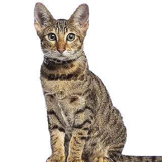 😅 emoji @STIKERFORALL CATSGATTIGATOS Telegram sticker 8 of 30