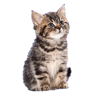 🙄 emoji @STIKERFORALL CATSGATTIGATOS Telegram sticker 14 of 30
