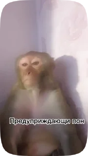 👊 emoji Обезьянки поны 2 Telegram sticker 19 of 19