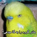 😑 emoji مرغ عشق های خارکصده Telegram sticker 2 of 92