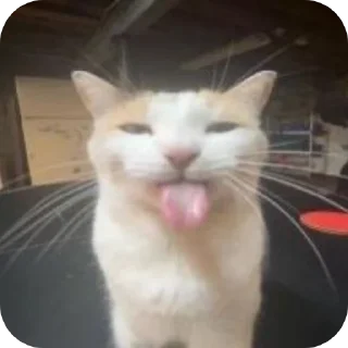 🐱 emoji the Telegram sticker 10 of 80