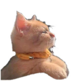 🐈 emoji Pingu Telegram sticker 23 of 27