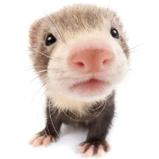 🔥 emoji ог буда Telegram sticker 8 of 49