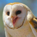 Sticker from Owls