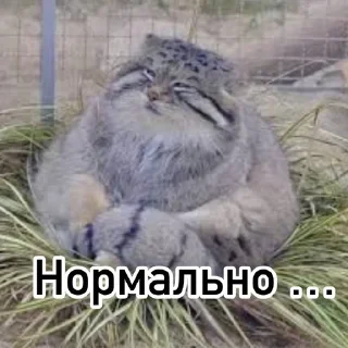 Sticker from Смешные манулы