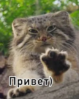 👋 emoji Смешные манулы Telegram sticker 15 of 40