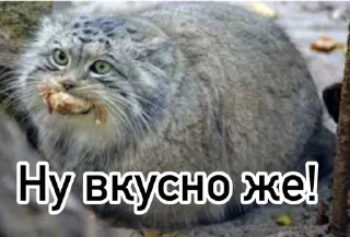 Sticker from Смешные манулы