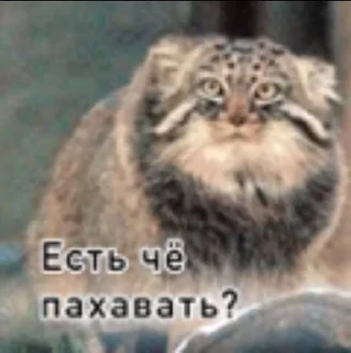 🌟 emoji Смешные манулы Telegram sticker 16 of 40