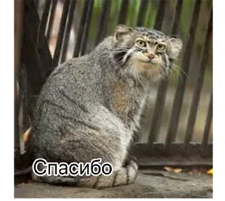🙏 emoji Смешные манулы Telegram sticker 23 of 40