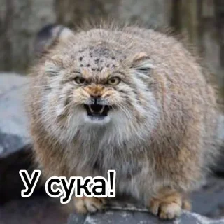 👿 emoji Смешные манулы Telegram sticker 10 of 40